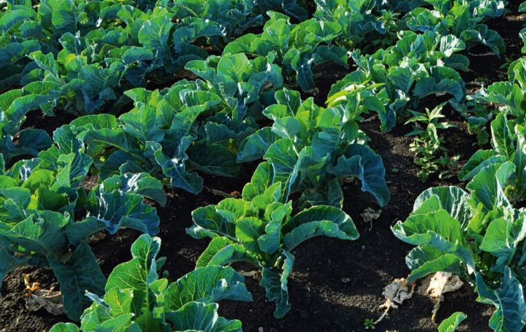 Der Pflanzmeter für Gemüse & Salate
